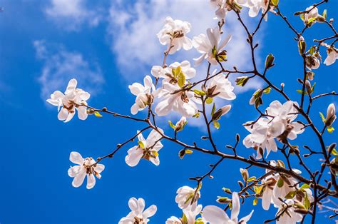 Free Images Magnolia Flowers Bud Tree Pink Full Bloom Fr