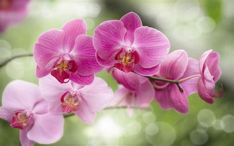 Beautiful Pink Flowers Orchid Hd Wallpaper