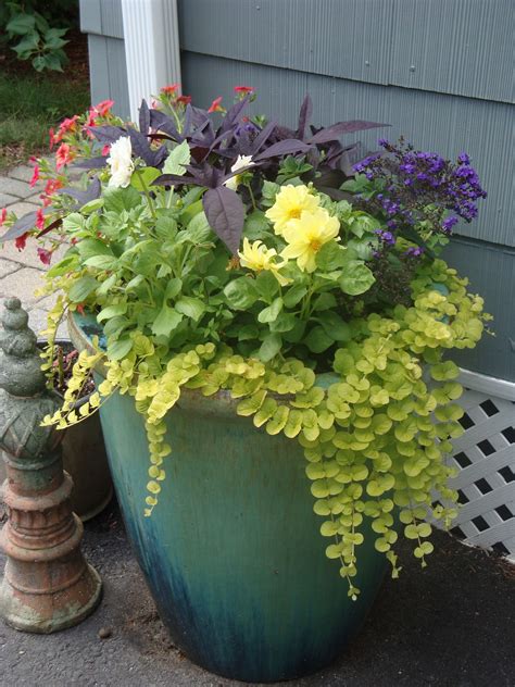 Tall Planters Allow Room For Beautiful Trailing Annuals Container