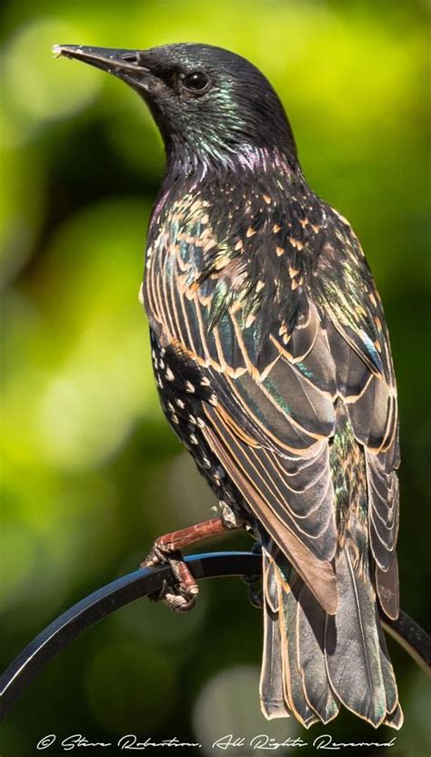 Stunning Starling Birds By Tayuk Backyard Birds Wild Birds Birds