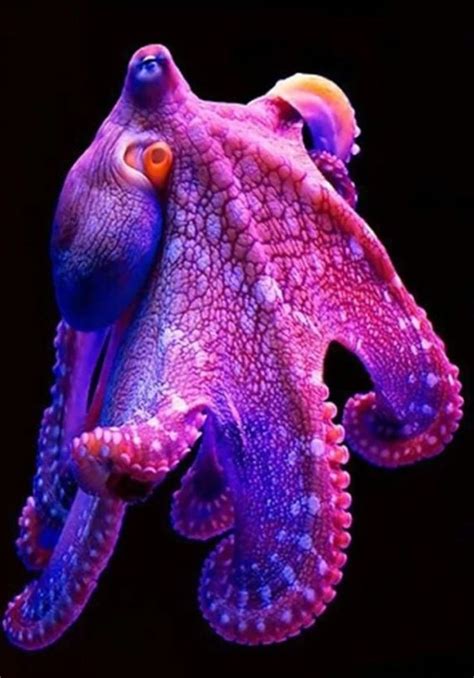 Purple Octopus Ocean Creatures Beautiful Sea Creatures Sea Animals