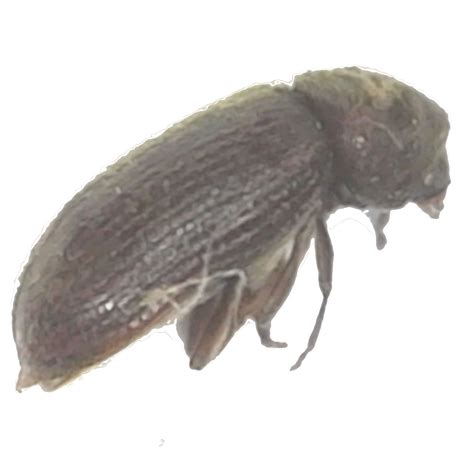 Death Watch Beetle Anobiidae1