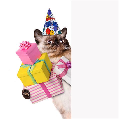 Happy Birthday Cat Pictures Images And Stock Photos Istock