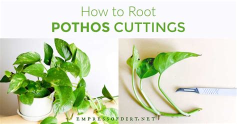 Growing pothos in water can be tricky, but it certainly isn't impossible. How to Root Pothos Cuttings | Empress of Dirt