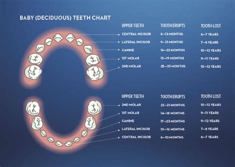 Primary Teeth Chart Boston Dentist Congress Dental Group 160