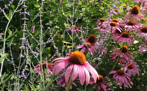 Native Perennials For Midwestern Gardens Spotts Garden Service