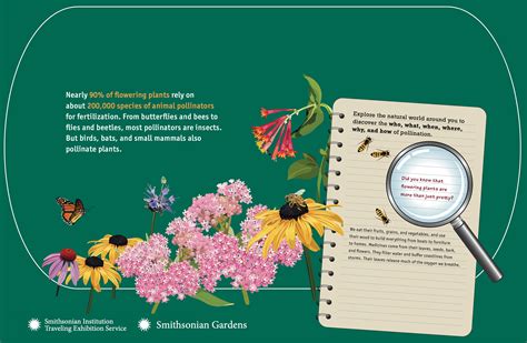 Pollination Investigation Posters Smithsonian Gardens