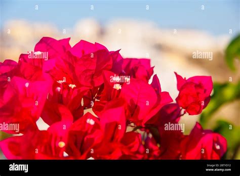 Pink Bougainvillea Flowers Santorini Greece Hi Res Stock Photography