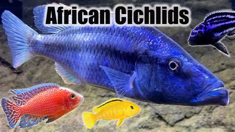 Types Of African Cichlids 14 Spectacular Species For Your Tank Ibmk