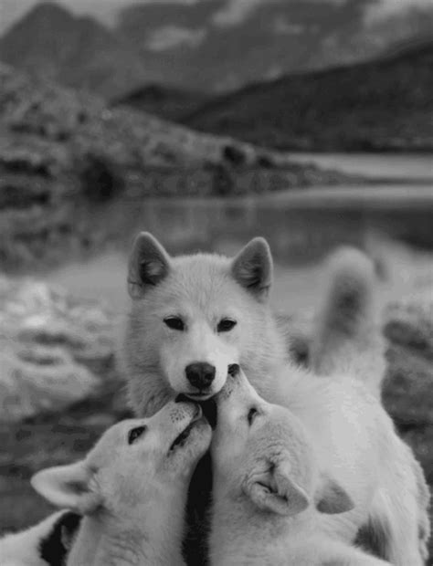 25 great wolf animated gifs. white wolf gifs | WiffleGif