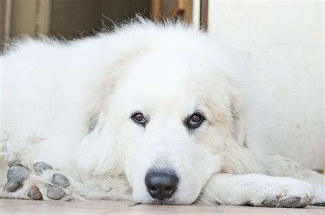 Facts About Great Pyrenees