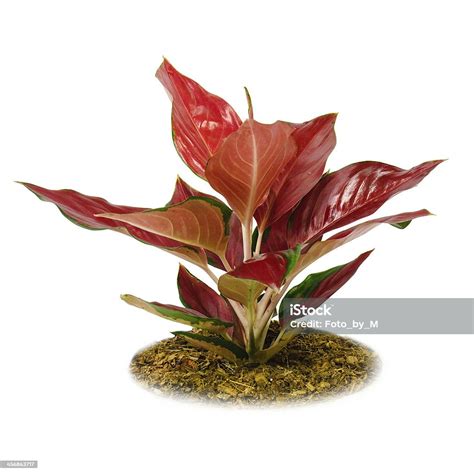 Isolated Red Leaves House Plants Stock Photo Download Image Now