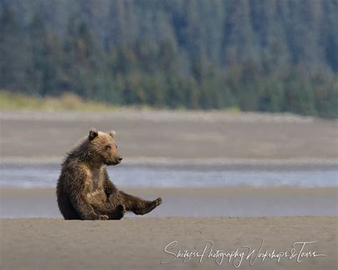 Goofy Bear Sitting Shetzers Photography