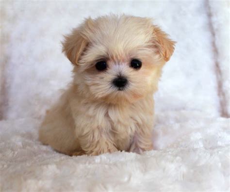 She Is A Teacup Maltipoo Her Name Is Annabelleso Precious