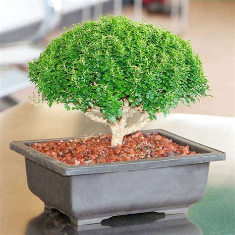 Buy Buxus Bonsai Plant Online From Nurserylive At Lowest Price