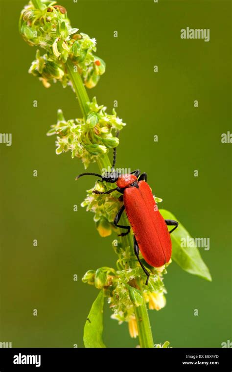 Scarlet Fire Beetles Hi Res Stock Photography And Images Alamy