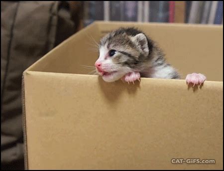 Cats are known for sleeping long hours, but when they're not snoozing, they can be very active. boxes gifs | WiffleGif