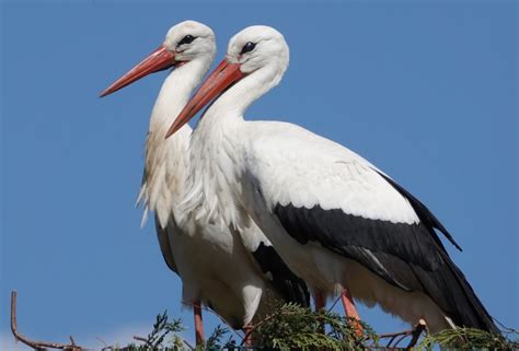 Wild White Stork Breeds At Knepp Birdguides