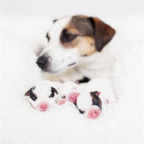 290 Mother Dog Newborn Puppy White Background Stock Photos Free