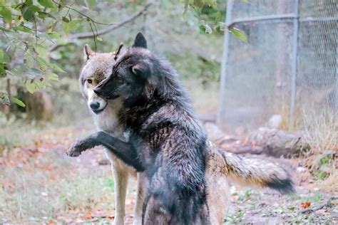 visiting the lakota wolf preserve just outside nyc find love and travel
