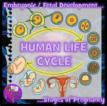 Human Body Systems Realistic Diverse Clip Art Human Life Cycle Human