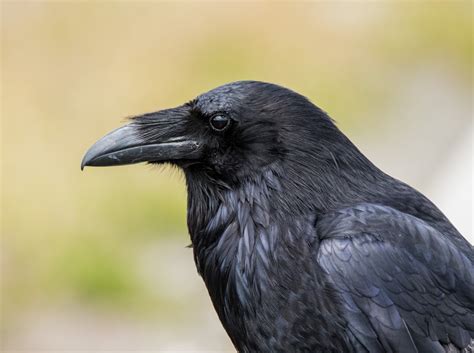 I Common Raven Birdwatching
