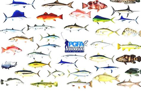 List Of Fishes Of Florida Florida Fish Guide