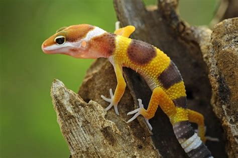 How To Take Care Of A Baby Leopard Gecko First Time Owners Guide