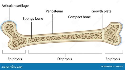 Long Bone Diagram Labeled