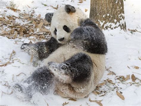 White Wolf Rare Footage Of Giant Pandas Wrestling In The Wild Video