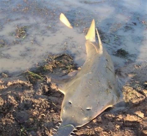 Ayo belajar menggambar ikan hiu cocok untuk anak tk paud dan sd. faozan site:  PictIkan Hiu Gergaji, Hewan Langka Dunia ...