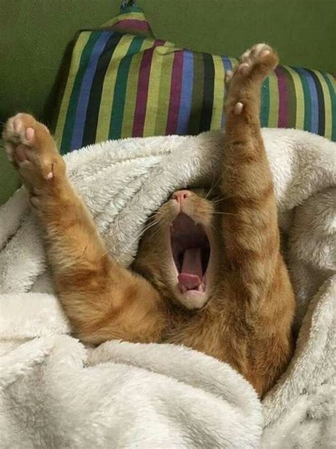 A Bit Of Wake Up Stretching And Yawning Cute Cats Cute Cat  Kittens