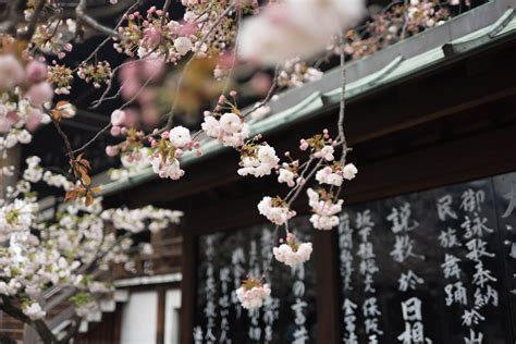 White Flowers Japan Galen Crout Cherry Blossom Kanji Hd Wallpaper