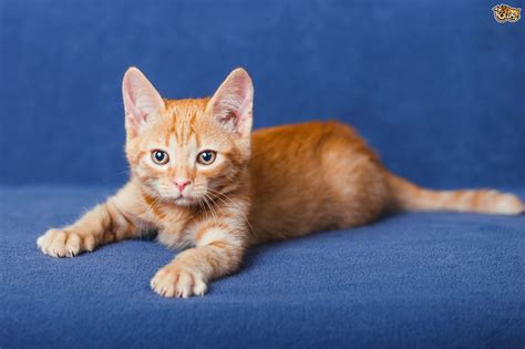 Decoding A Kittens Behaviour And Their Body Language