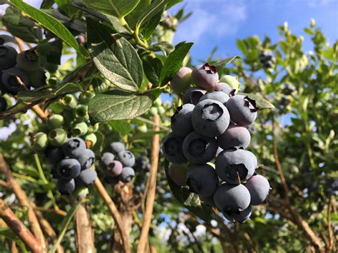 Planting Blueberries