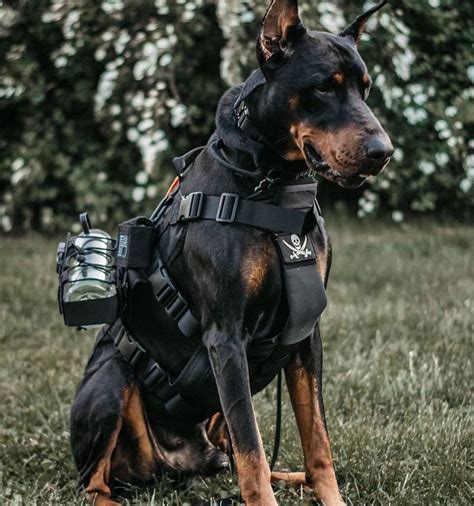 Onetigris Power Rocket K9 Harness Scary Dogs Doberman Dogs Military