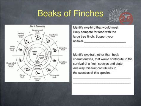 Beaks of finches lab learning goal how does competition among . PPT - Regents Review Live! PowerPoint Presentation, free ...