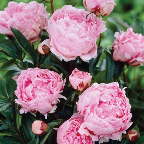 Compare prices & read reviews. 5 Count Peony Bulbs in the Plant Bulbs department at Lowes.com