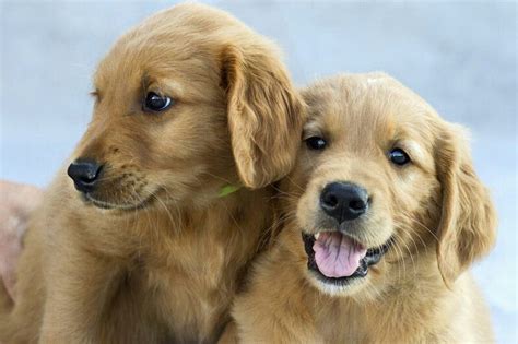 We have available puppies spring 2020 in chesapeake, virginia! Golden Retriever Puppies | Golden retriever, Cute dogs ...