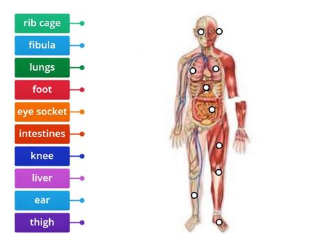 Download this free vector about colored and labeled human brain diagram, and discover more than 13 million professional graphic resources on freepik. label human body - Labelled diagram