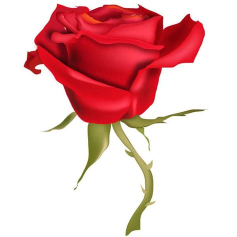 Red Rose Flower Vector Art | Rose flower vector, Flower vector art, Red rose flower