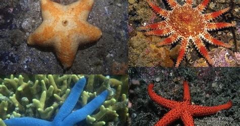 The Echinoblog How Many Starfish Species Are There