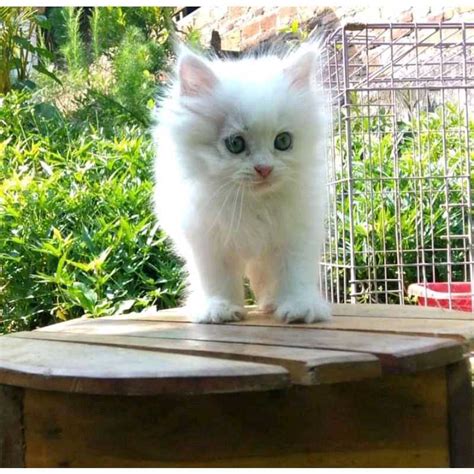 Jual Kucing Bulu Putih Kitten Persia Medium Anggora Himalaya Flatnose Peaknose Bulu Kapas Long