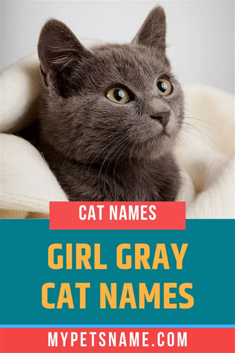 Cute Female Cat Names Gray And White Car Bag Baby Honda Jacket Usb