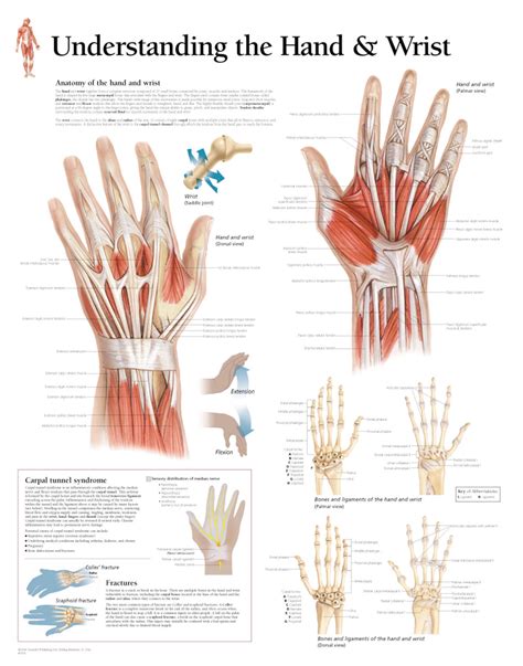 Hand And Wrist Anatomy Poster Clinical Charts And Supplies