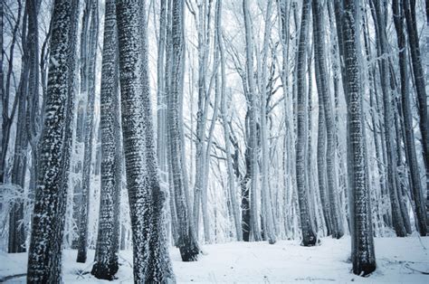Frozen Winter Wonderland Forest Stock Photo By Andreiuc88 Photodune