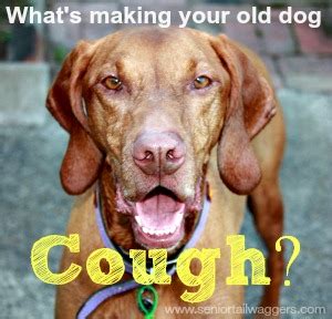I feel bad for you and your cat. Why Is My Older Dog Coughing?