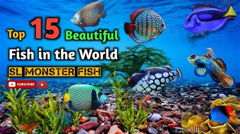 Top 15 Most Beautiful Fish In The World Top 15 Most Unique And Rare