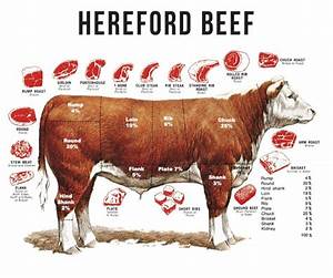 40 Where Is The Brisket On A Cow Diagram Diagram Resource 2022