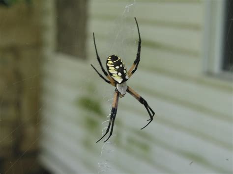 You can find camel spiders all over north america, but usually in the arid southwest and deserts. BIG TEXAS SPIDER | Flickr - Photo Sharing!